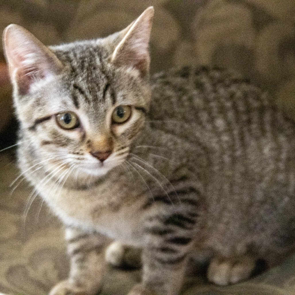 Flapjack, an adoptable Domestic Short Hair in Wichita, KS, 67208 | Photo Image 4