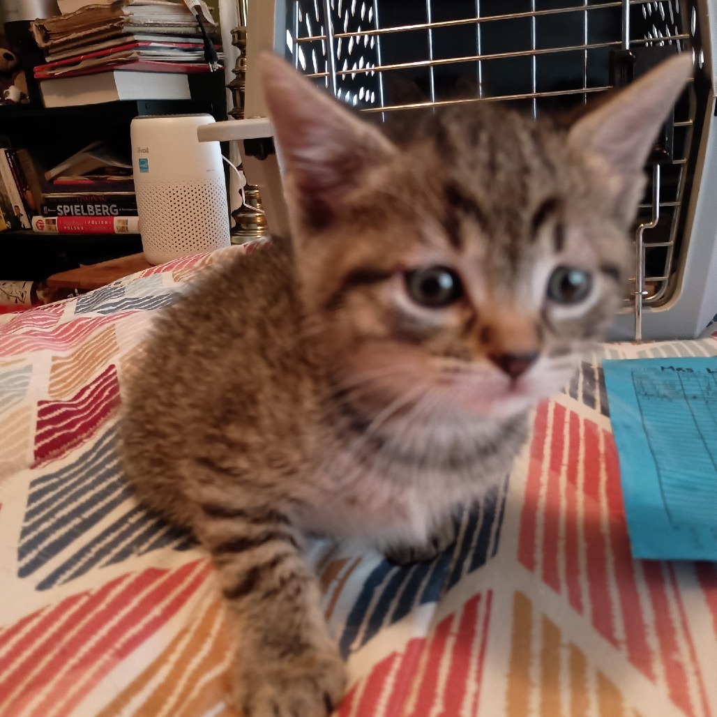 Flapjack, an adoptable Domestic Short Hair in Wichita, KS, 67208 | Photo Image 5