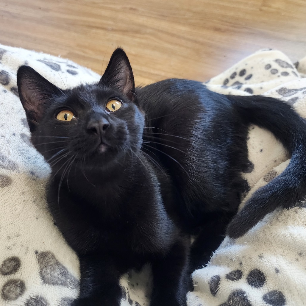 Harley, an adoptable Domestic Short Hair in Wichita, KS, 67208 | Photo Image 1