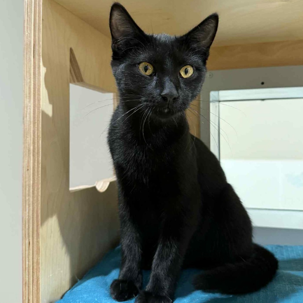 Harley, an adoptable Domestic Short Hair in Wichita, KS, 67208 | Photo Image 1