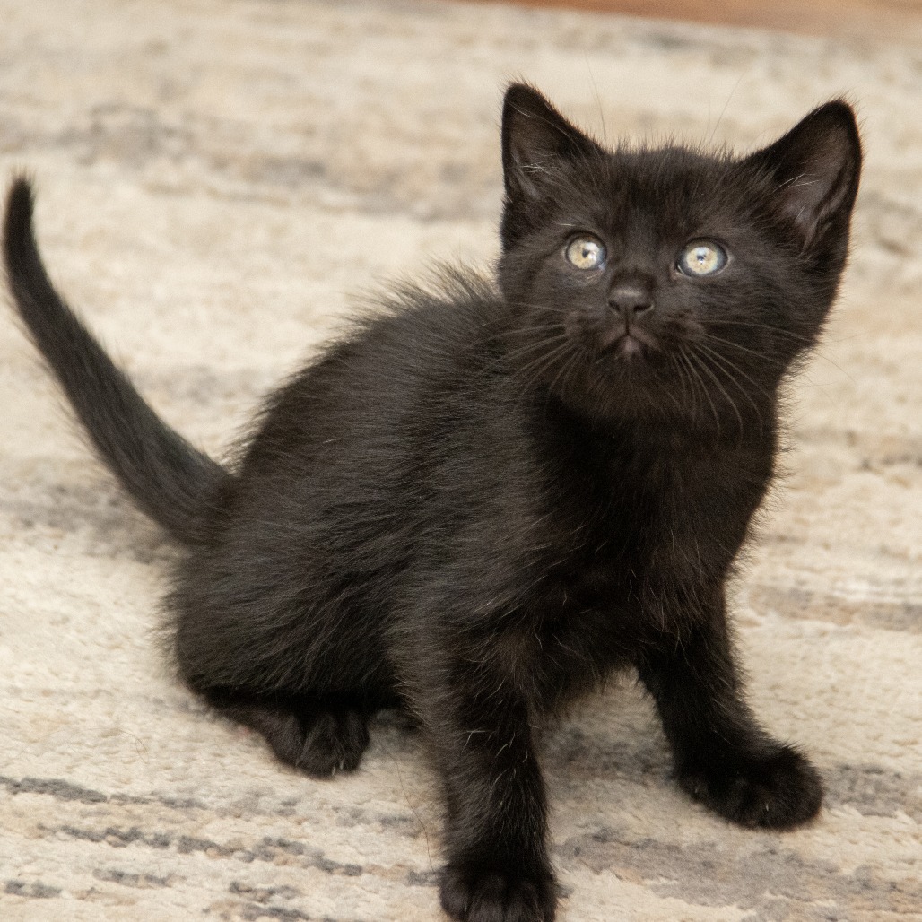 Harley, an adoptable Domestic Short Hair in Wichita, KS, 67208 | Photo Image 2