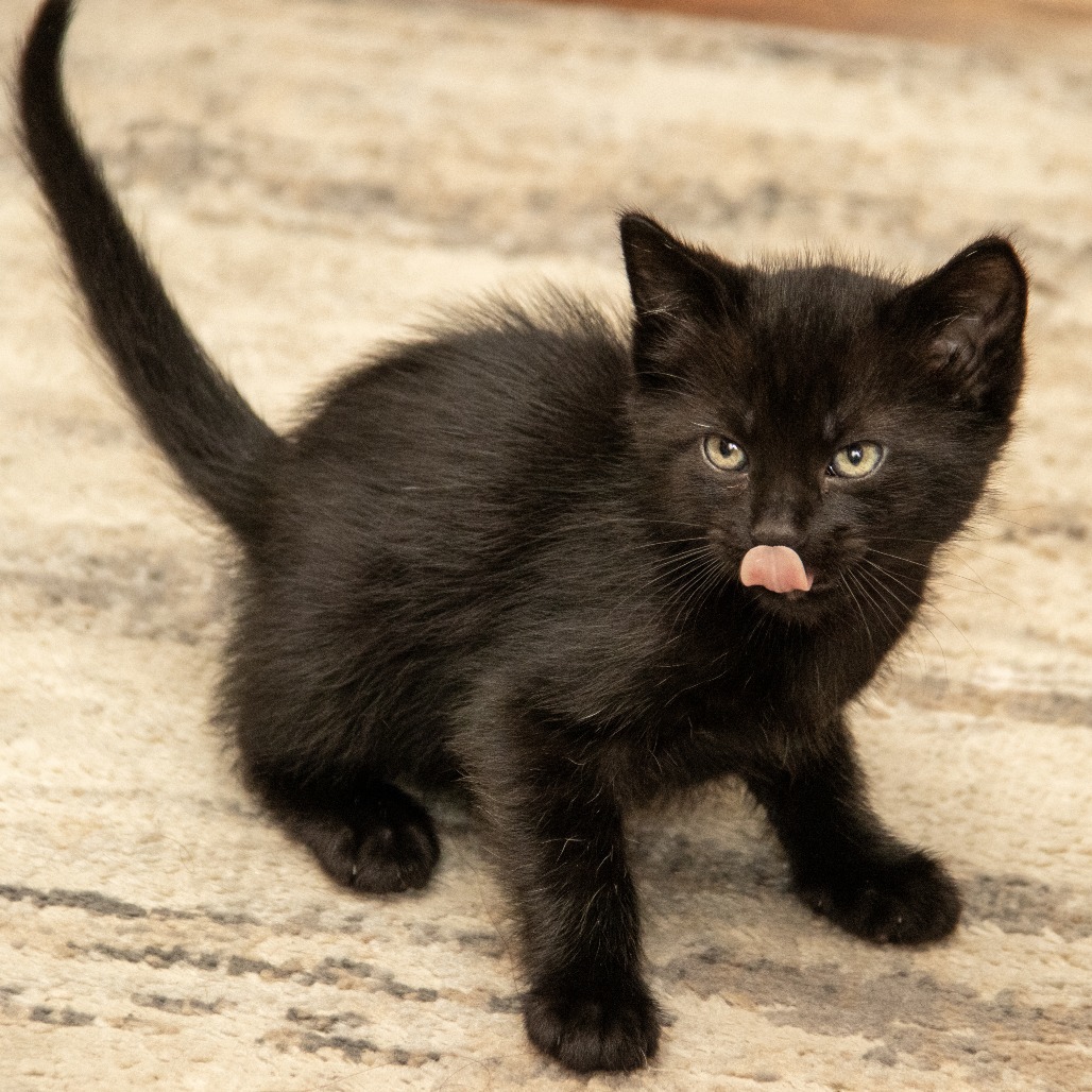 Harley, an adoptable Domestic Short Hair in Wichita, KS, 67208 | Photo Image 3