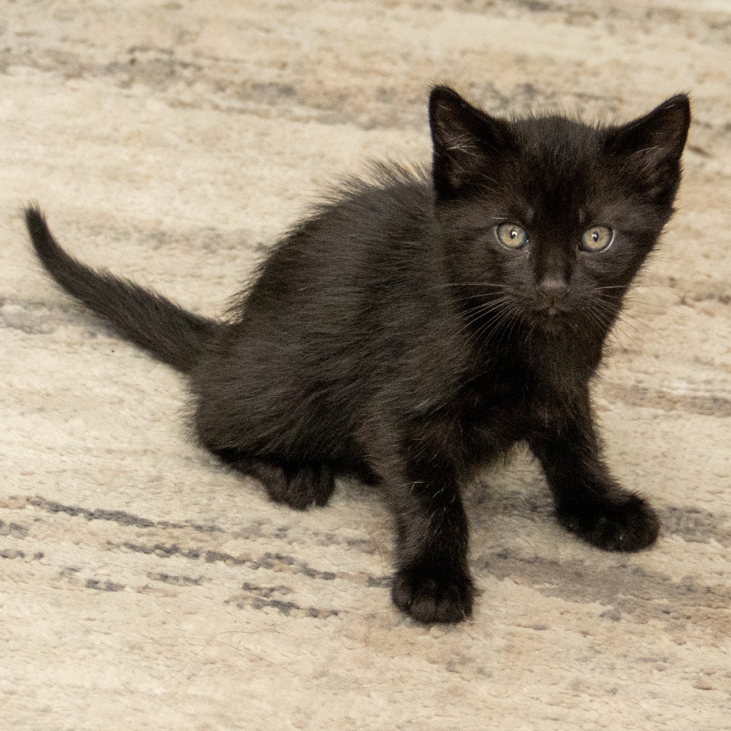 Harley, an adoptable Domestic Short Hair in Wichita, KS, 67208 | Photo Image 4
