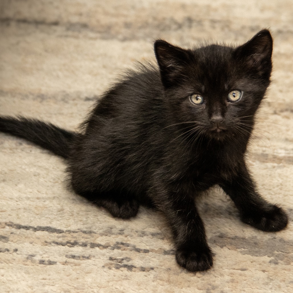 Harley, an adoptable Domestic Short Hair in Wichita, KS, 67208 | Photo Image 5