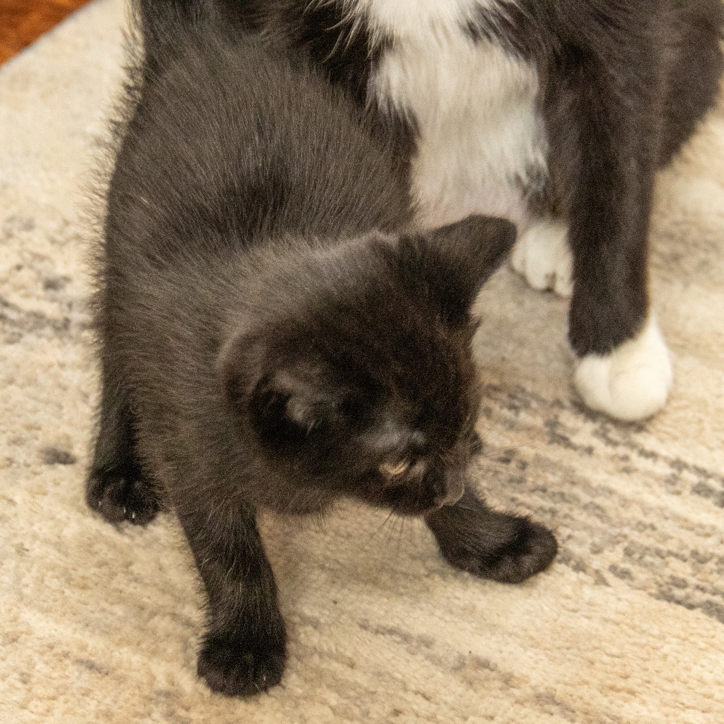 Harley, an adoptable Domestic Short Hair in Wichita, KS, 67208 | Photo Image 6