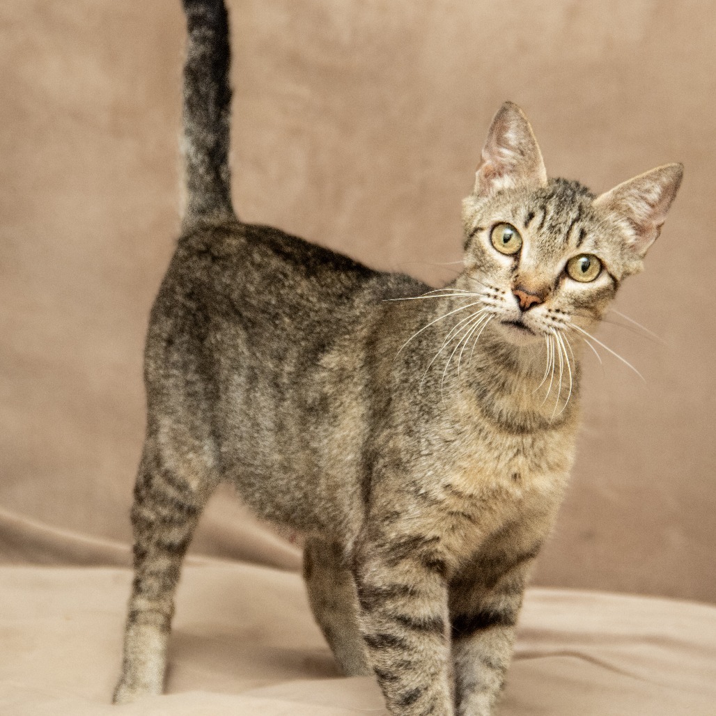 Mrs Wiggles, an adoptable Domestic Short Hair in Wichita, KS, 67208 | Photo Image 1