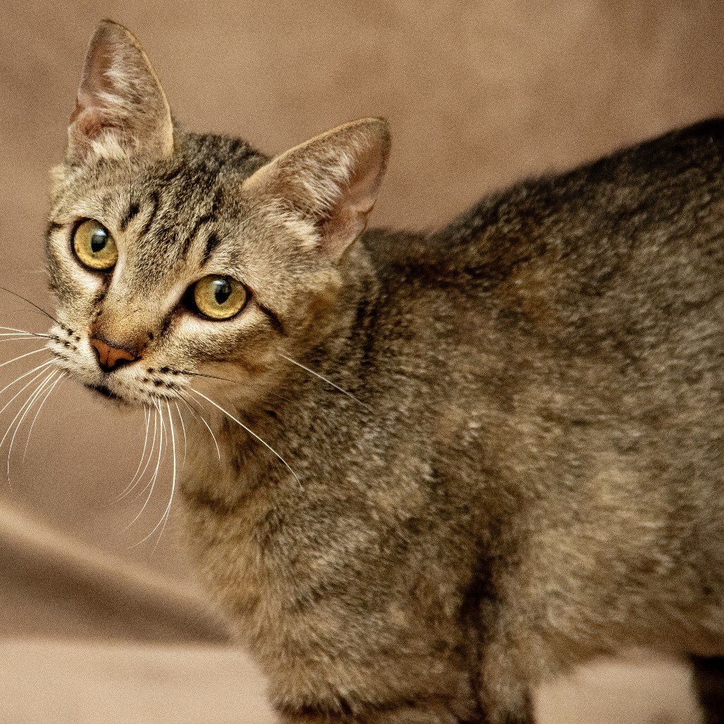 Mrs Wiggles, an adoptable Domestic Short Hair in Wichita, KS, 67208 | Photo Image 2
