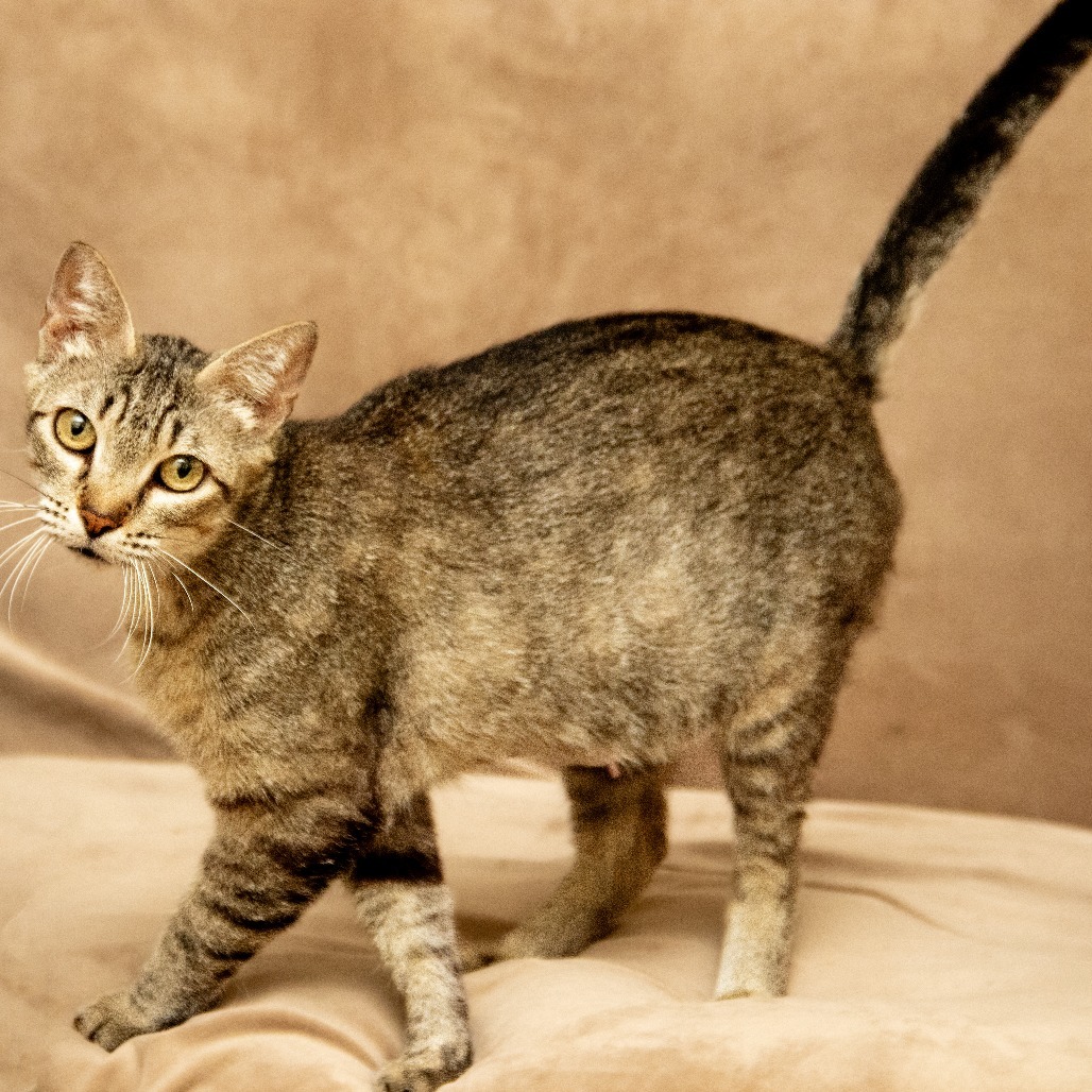 Mrs Wiggles, an adoptable Domestic Short Hair in Wichita, KS, 67208 | Photo Image 3