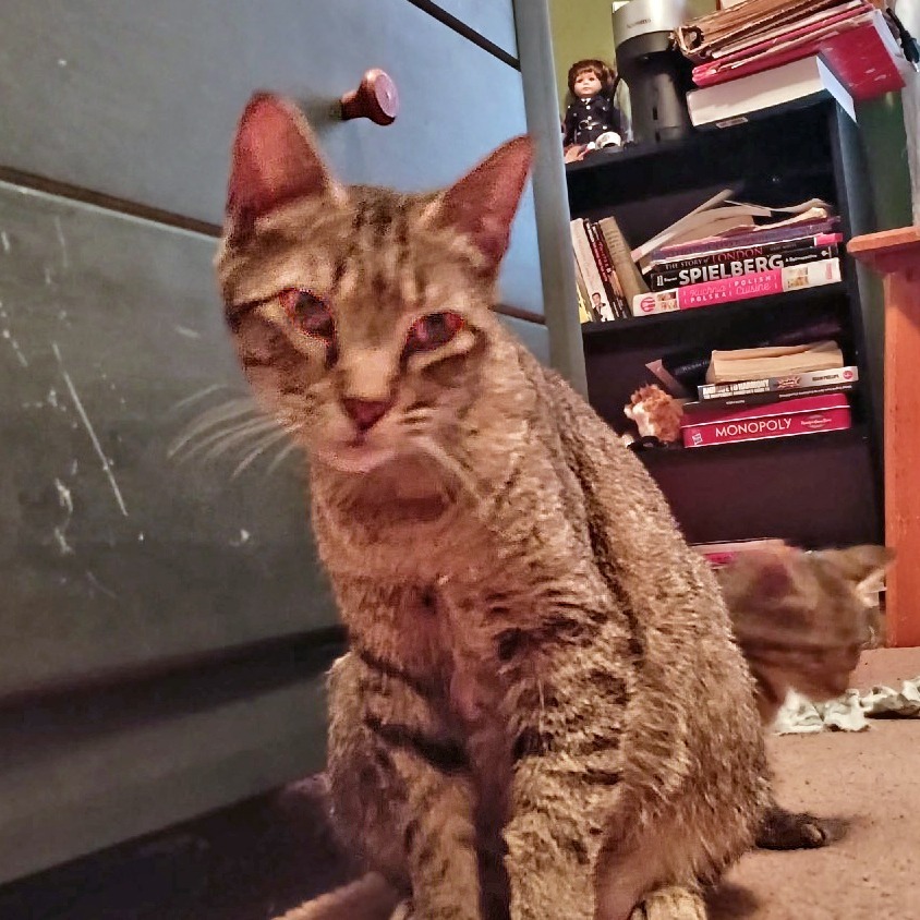 Mrs Wiggles, an adoptable Domestic Short Hair in Wichita, KS, 67208 | Photo Image 4