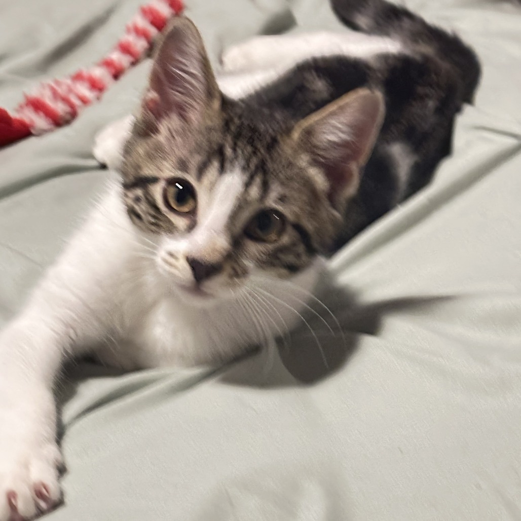 Opal, an adoptable Domestic Short Hair in Wichita, KS, 67208 | Photo Image 1