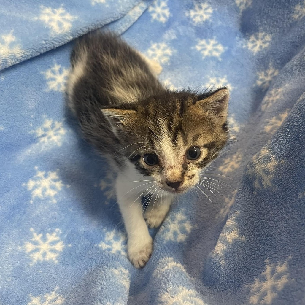Opal, an adoptable Domestic Short Hair in Wichita, KS, 67208 | Photo Image 2