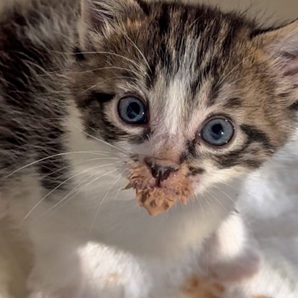 Opal, an adoptable Domestic Short Hair in Wichita, KS, 67208 | Photo Image 3