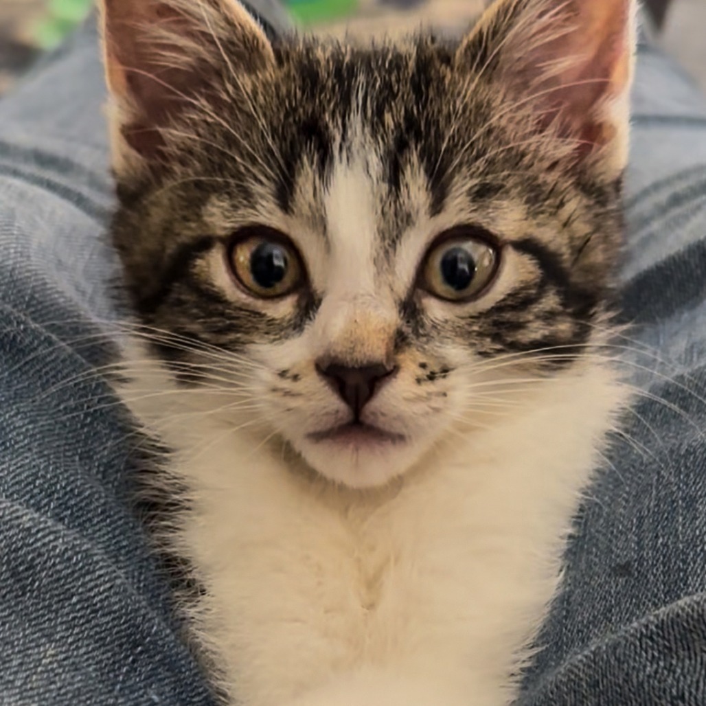 Opal, an adoptable Domestic Short Hair in Wichita, KS, 67208 | Photo Image 5