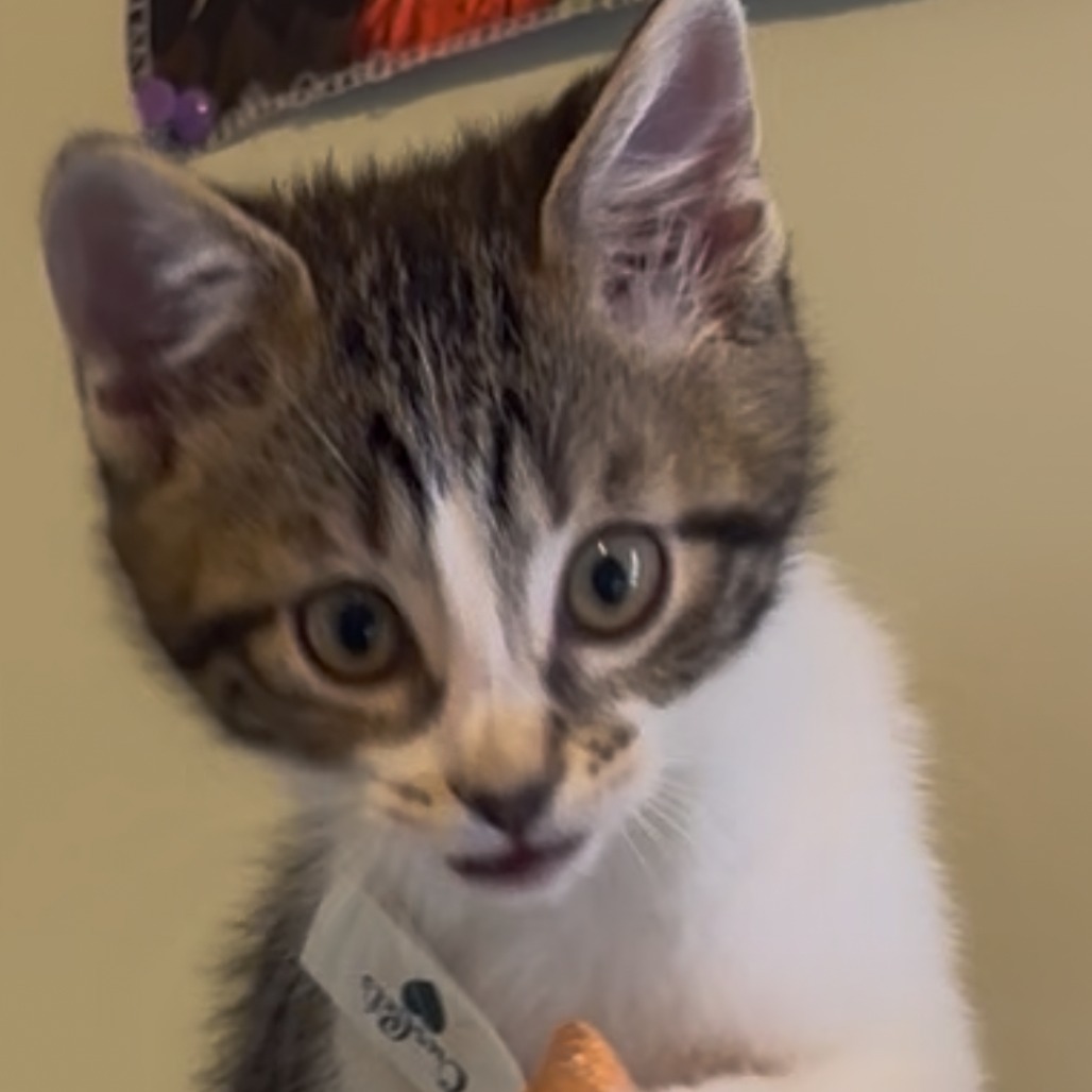 Opal, an adoptable Domestic Short Hair in Wichita, KS, 67208 | Photo Image 6