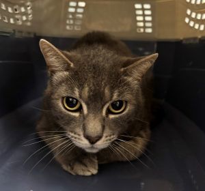 Primary Color Grey Tabby Weight 101lbs Age 1yrs 0mths 0wks Animal has been N