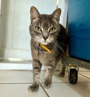 Hi my name is Stoney and Im a sweet little guy looking for a little bit of lo