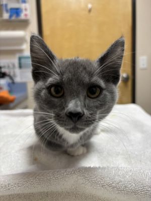 Mullet, Baby Male Domestic Short Hair