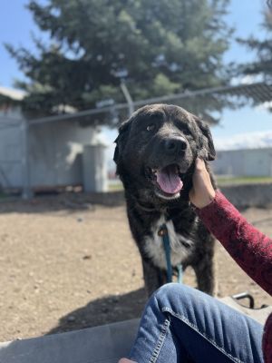 Luisa is a gentle giant She does not pull on the leash making her very easy to handle She is
