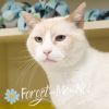 Kingsley *front declawed* photo 1