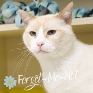 Kingsley *front declawed*