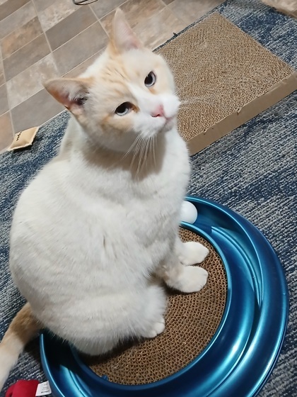 Kingsley *front declawed*