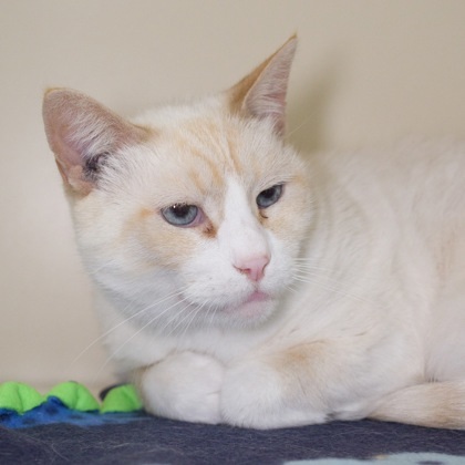 Kingsley *front declawed*