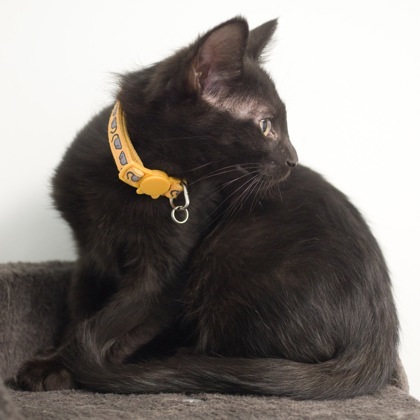 Photo of Baby Male Domestic Short Hair 