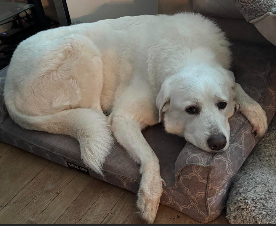 Emma - HTX, an adoptable Akbash, Great Pyrenees in Houston, TX, 77031 | Photo Image 1
