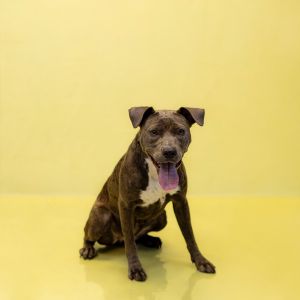 Pen 176 Rosie Pit Bull Terrier Dog