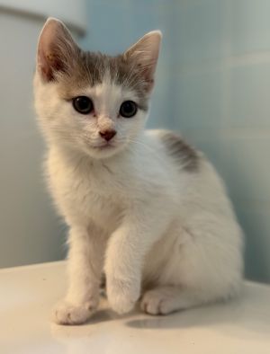 Snotlout, Baby Male Domestic Short Hair