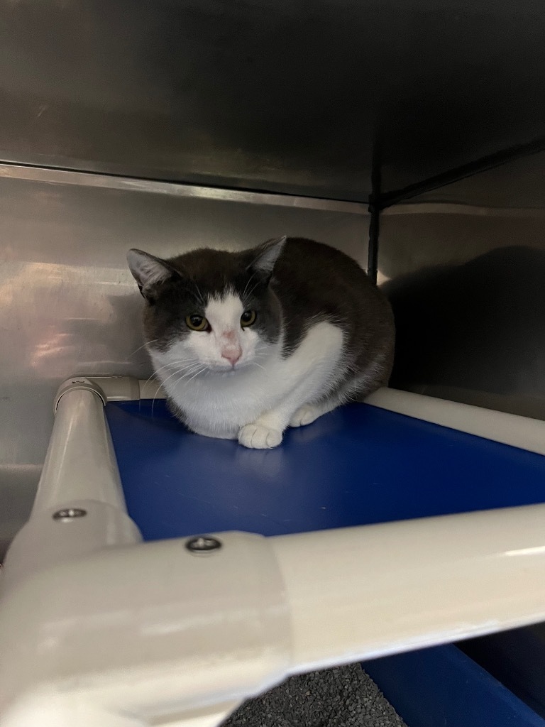 Slade, an adoptable Domestic Short Hair in Virginia, MN, 55792 | Photo Image 1