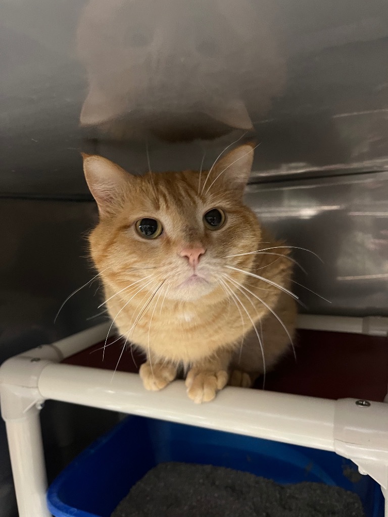 Percy, an adoptable Domestic Short Hair in Virginia, MN, 55792 | Photo Image 1