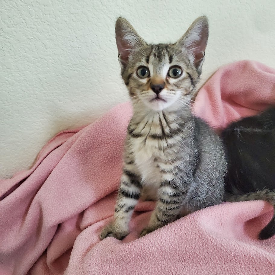 Purrberry