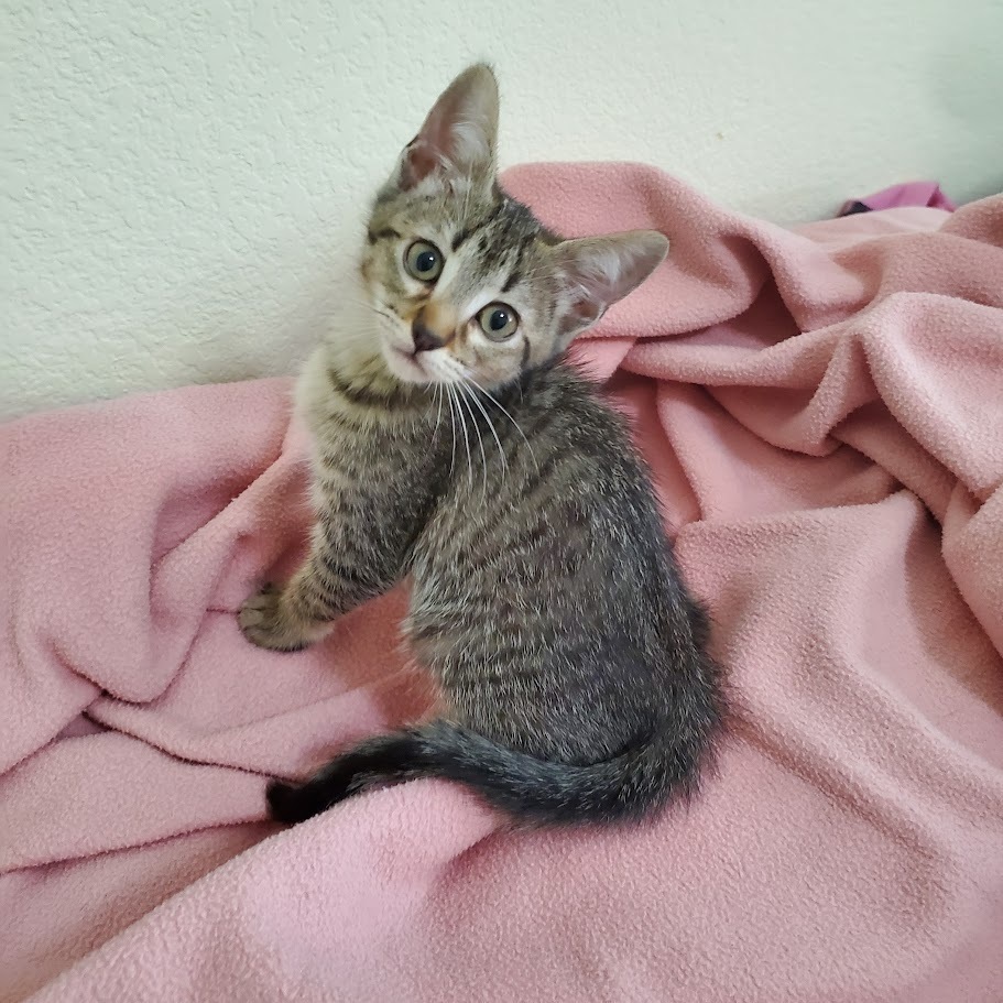 Purrberry