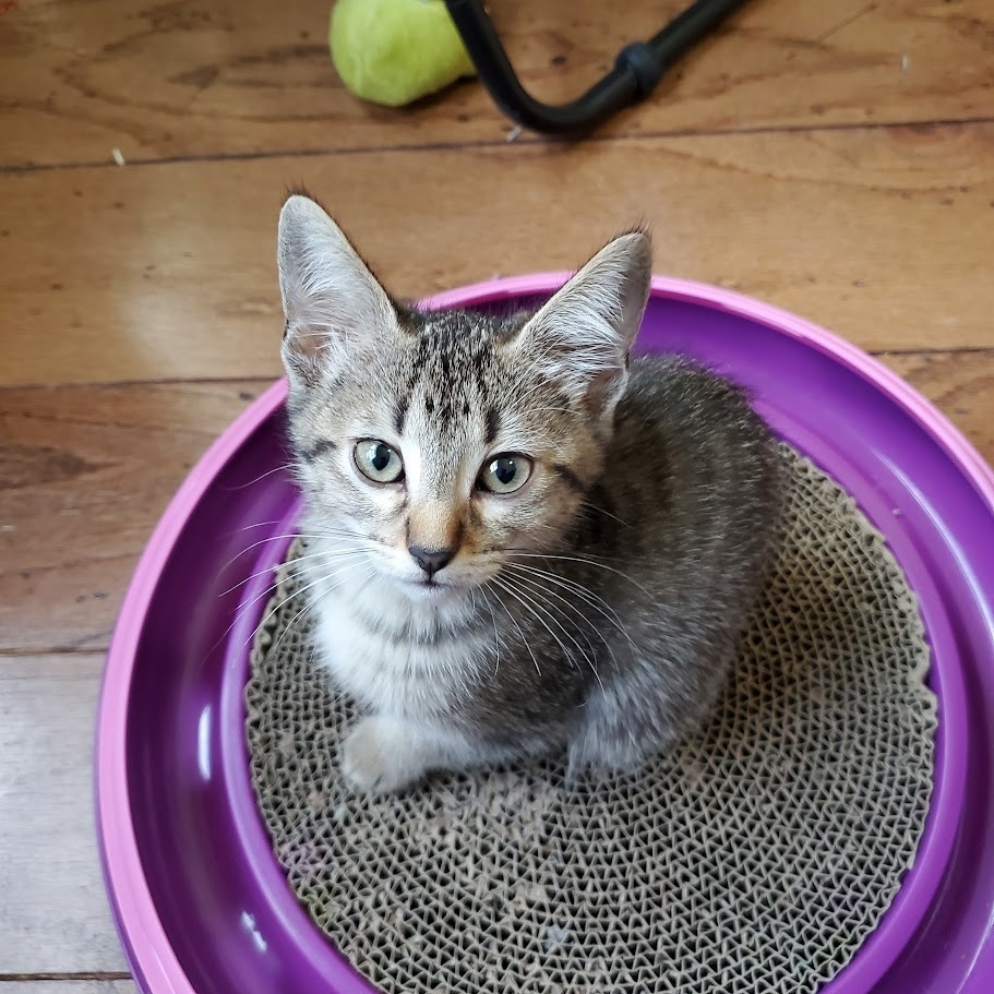 Purrberry