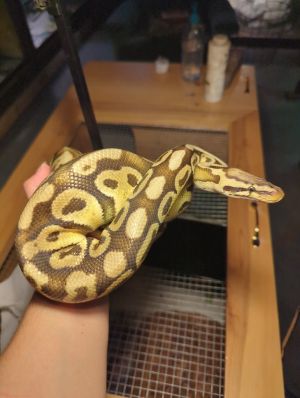 King Tut, Adult Male unknown