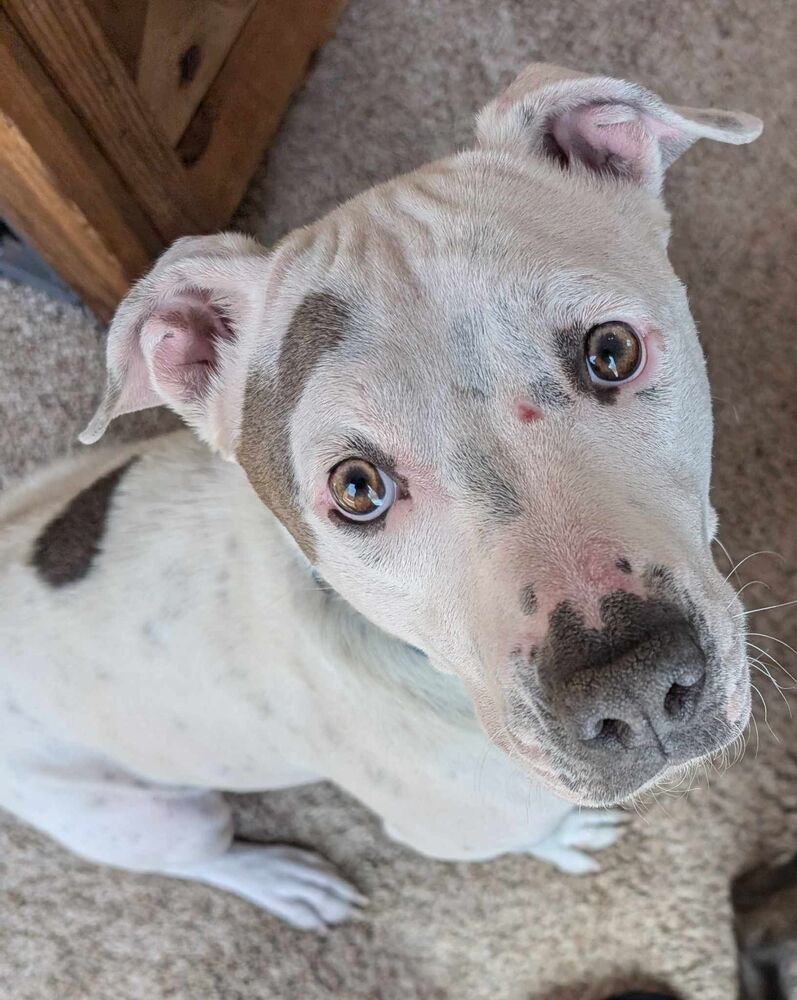 Dottie