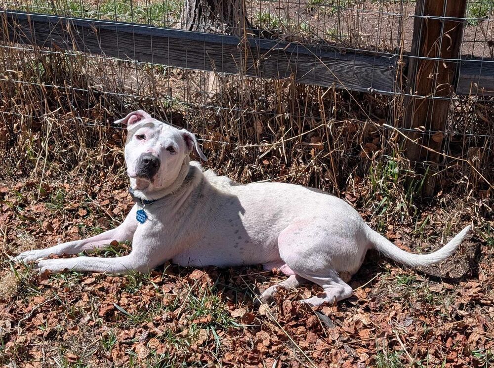 Dottie
