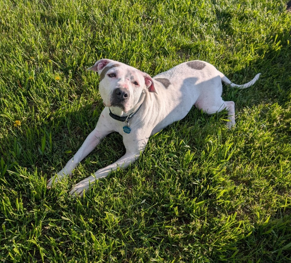 Dottie