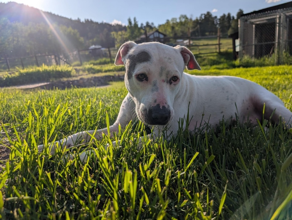 Dottie