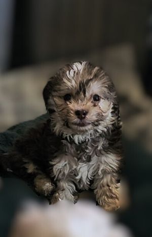 Chase (PP) Shih Tzu Dog