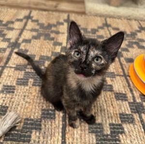 Truffle Shuffle Domestic Short Hair Cat