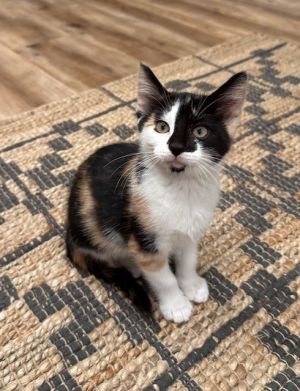 Date of Birth 4325 Adoption Fee 15000 Date Posted 61625 Hi My name is Nutella Brownie My 
