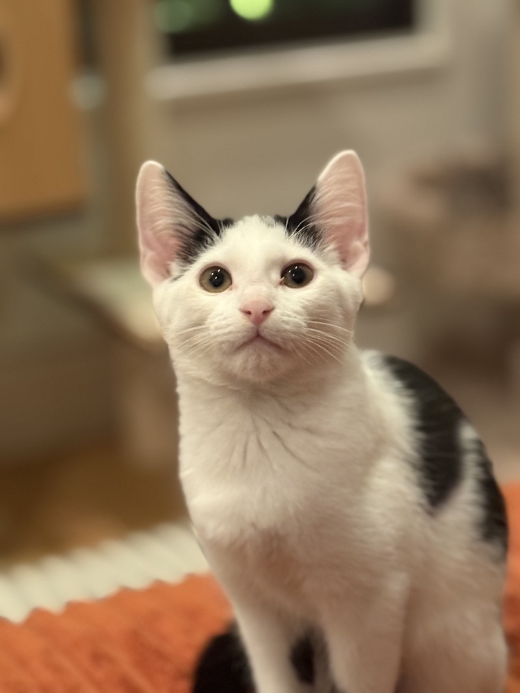 Yoshi