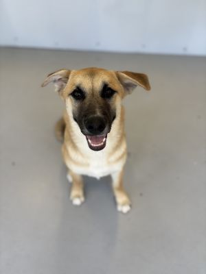 Romeo #5808 Shepherd Dog