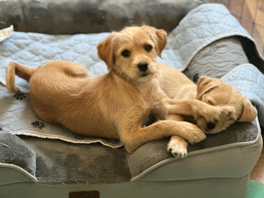 Cinnamon