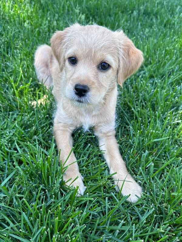 Cinnamon