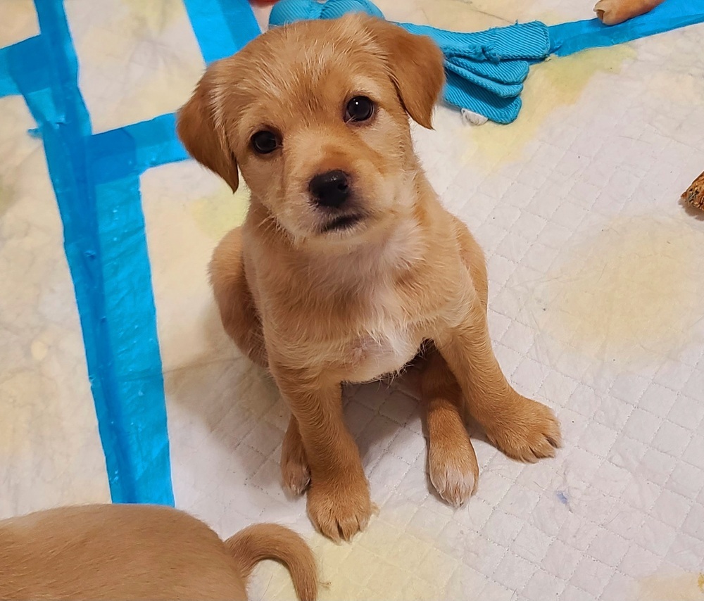 Cinnamon