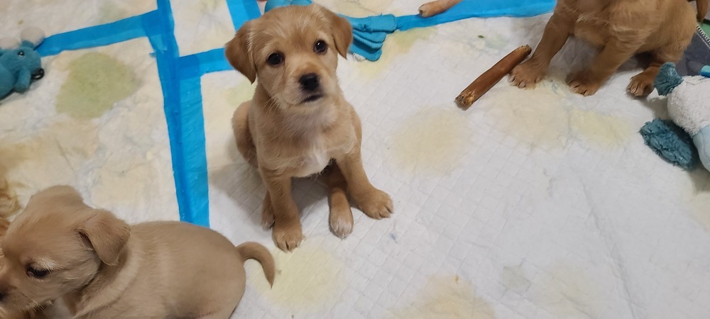 Cinnamon