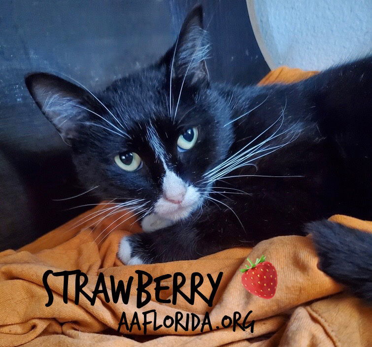 Strawberry